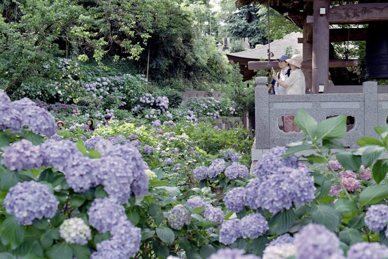 The Hidden Temple of Hydrangeas
