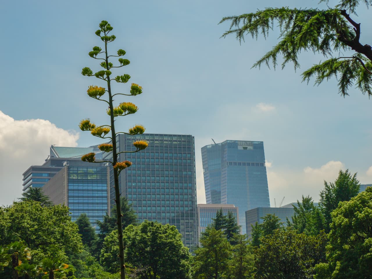 Once-in-a-century flower blooms in Hibiya Park